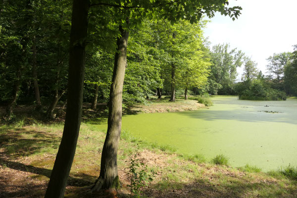 Schwanenteich Neschwitz