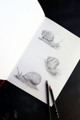 Bleistift Schnecken Studie  Teil 2 2020
