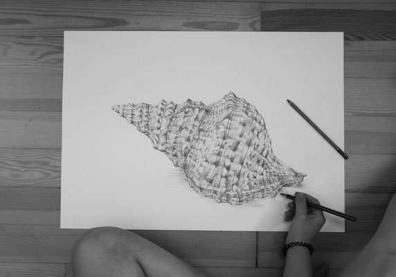 Muschel Studie - Rötel 24x59 cm 2020