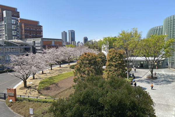 画面左から中央奥に向けて桜の木が7〜8本植えられている。花は五分咲きといったところ。右手には国立新美術館。