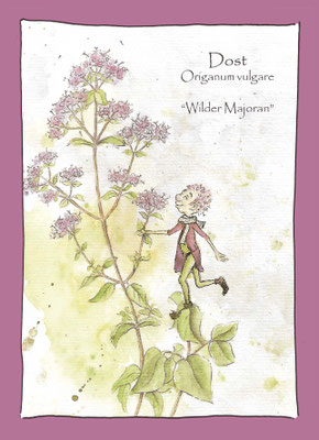 Majoran Dost Oreganum botanische Zeichnung