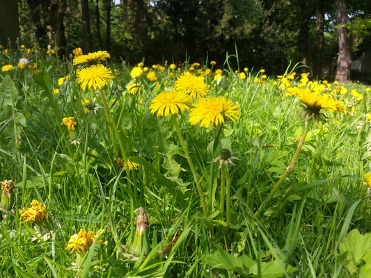 Wildkräuter im Frühling