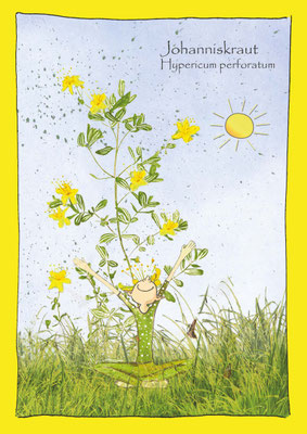 Johanniskraut botanische Zeichnung aquarell Heilpflanze