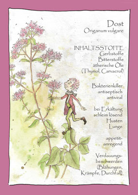 Dost Oregano Majoran Origanum vulgare Krautling Postkarte Wildkräuterzeichnung