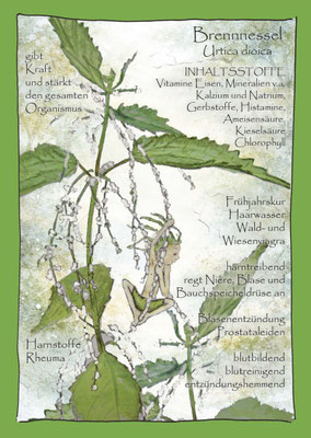 Brennnessel Krautling urtica dioica Postkarte botanical drawing Wildkräuterzeichnung