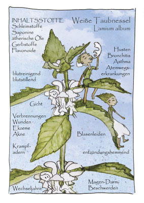 Weiße Taubnessel, Lamium album Krautling, Postkarte, Blumenelfe Wildkräuterzeichnung