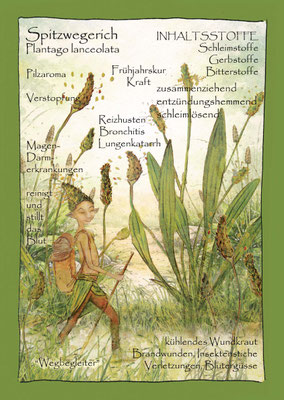 Spitzwegerich Krautling Plantago lanceolata Blumenelfe Postkarte Wildkräuterzeichnung