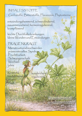 Frauenmantel Alchemilla Krautling botanical drawing Postkarte Wildkräuterzeichnung