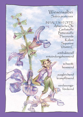 Wiesen Salbei salvia pratensis Krautling Postkarte Blumenelfe Wildkräuterzeichnung