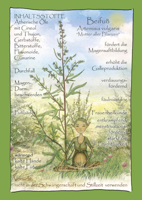 Beifuß Krautling Artemisia vulgaris botanical drawing Wildkräuterzeichnung