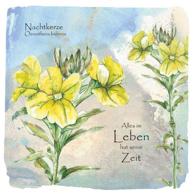 Wildkräuter-Grußkarte_Nachtkerze, Oenothera biennis_Aquarellzeichnung © Britta Jessen