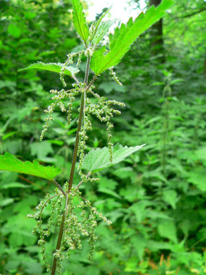 Brennnessel - weibliche Blüte