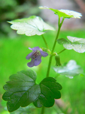Gundermann Blüte