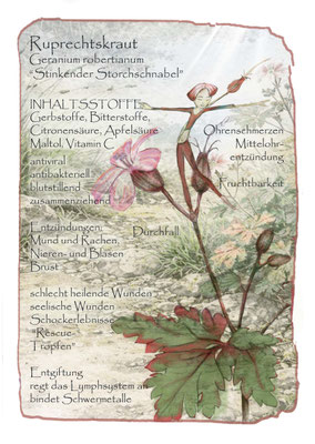 Ruprechtskraut, Geranium robertianum, Krautling Blumenelfe Postkarte Wildkräuterzeichnung
