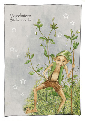 Vogelmiere_Stellaria media kneipp Kindergarten