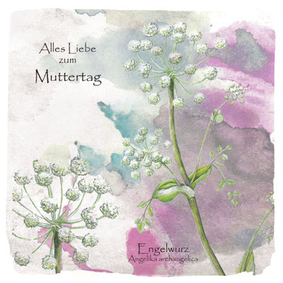 Wildkräuter Grußkarte zum Muttertag_Engelwurz, Angelica archangelica © Britta Jessen
