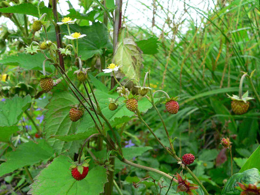 Wald-Erdbeere, Blüten und Früchte, der Fruchtkelch hebt sich von der Frucht ab 
