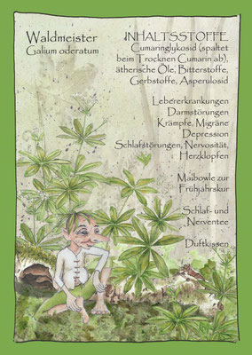 Waldmeister, Galium odoratum Krautling, botanical drawing ,Postkarte Wildkräuterzeichnung