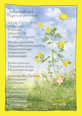Johanniskraut, hypericum, Krautling, botanical drawing, Postkarte Wildkräuterzeichnung