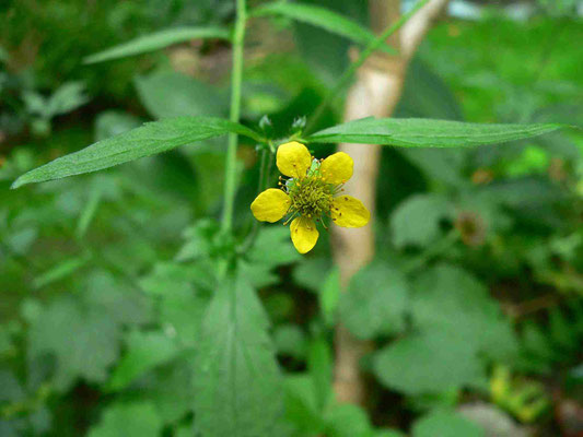 Nelkenwurz Blüte
