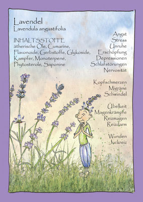 Lavendel Krautling, lavendula angustifolia, Blumenelfe, botanical drawing Postkarte Wildkräuterzeichnung