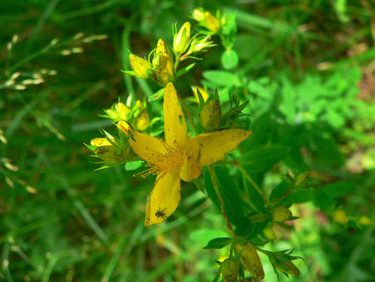 Johanniskraut, Blüte Foto