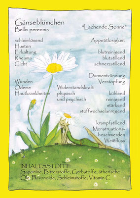 Gänseblümchen bellis perennes Krautling Postkarte Wildkräuterzeichnung