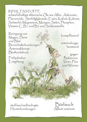 Kräuterkarte_Bärtlauch_Allium ursinum_Artemesia vulgaris © Britta Jessen