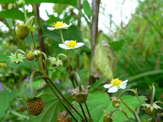 Wald-Erdbeere, Blüten und Früchte | copyright Britta Jessen
