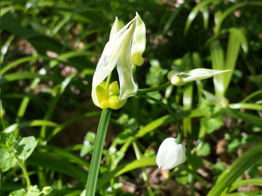 Bärlauch Blüte Foto