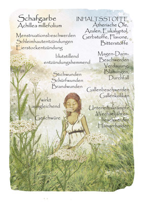 Schafgarbe, Krautling, Achillea millefolium, Blumenelfe, botanical drawing Postkarte Wildkräuterzeichnung