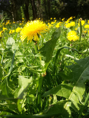Löwenzahn Fotos Wildkräuter