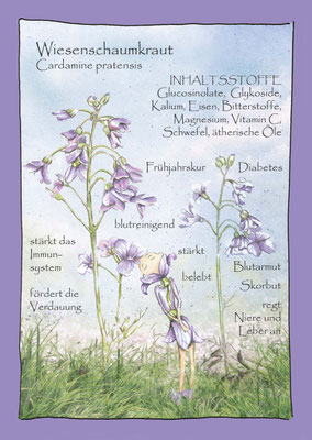 Wiesen Schaumkraut Cardamine pratensis Krautling Blumenelfe Postkarte Wildkräuterzeichnung