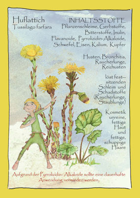 Huflattich Krautling, Tussilago farfara, Postkarte, Wildkräuterzeichnung