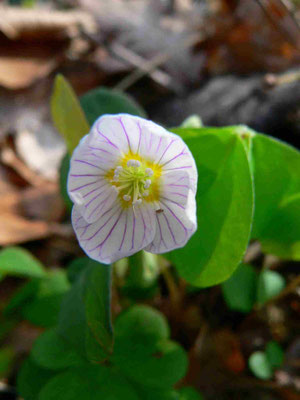 Wald-Sauerklee | 5-teilige Blütenkrone, weiß mit violetten Adern | copyright Britta Jessen