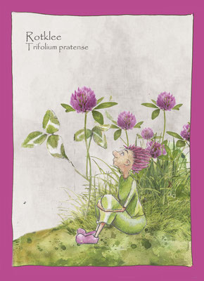 Kräuterkarte_Rotklee_Trifolium pratense © Britta Jessen