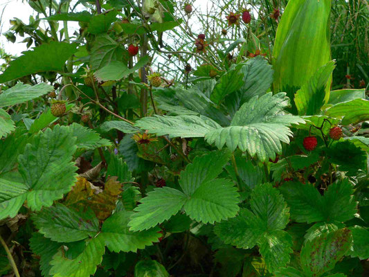 Wald-Erdbeere, Blätter überlappen sich bildet dichte Bestände | copyright Britta Jessen