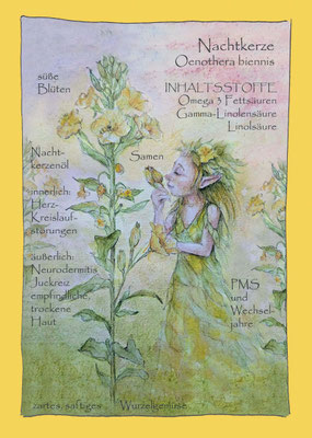 Nachtkerze Oenothera biennis Zeichnung botanical drawing