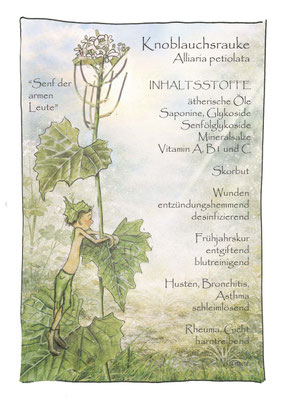 Knoblauchsrauke, Alliaria petiolata, Krautling, Postkarte, Wildkräuterzeichnung