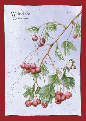 Bäumling Weißdorn herz Aquarell