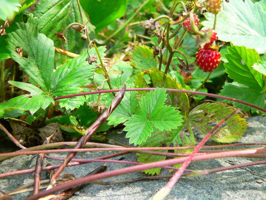 Wald-Erdbeere, bildet Tochterpflanzen durch oberirdische Ausläufer | copyright Britta Jessen