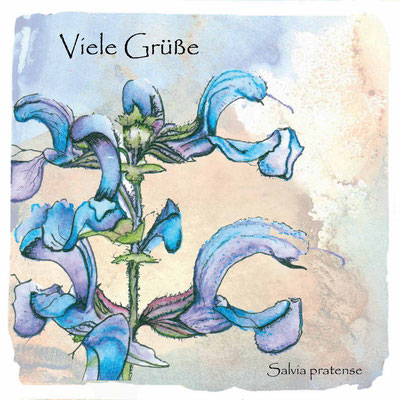 Wildkräuter-Grußkarte_Salbei, Salvia officinalis_Aquarellzeichnung © Britta Jessen