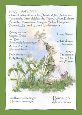 Bärlauch Krautling Allium ursinum Postkarte Wildkräuterzeichnung