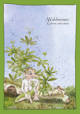 Waldmeister essbare Wildpflanzen Zeichnung