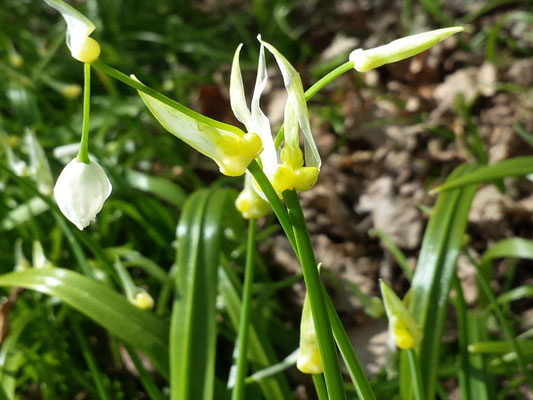 Bärlauch Foto Blüte