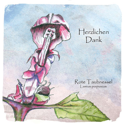 Wildkräuter Grußkarte_Rote Taubnessel, Lamium purpureum _Aquarellzeichnung © Britta Jessen
