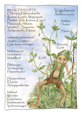 Vogelmiere Stellaria media Krautling Postkarte Wildkräuterzeichnung