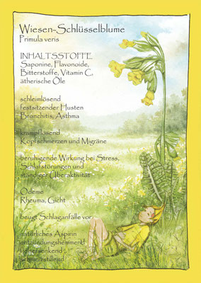 Wiesen Schlüsselblume, Primula veris, Krautling Postkarte Blumenelfe botanical drawing Wildkräuterzeichnung