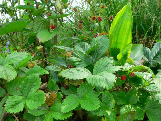 Wald-Erdbeere, verschiedene Vegetationsstadien | copyright Britta Jessen