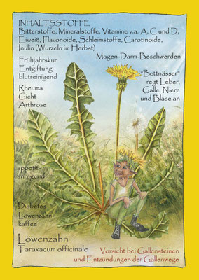 Löwenzahn, Taraxacum officinale, Krautling, Postkarte, Blumenelfe botanical drawing Wildkräuterzeichnung